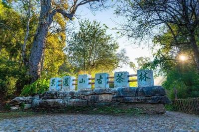 茶韵咖香润乡野  农文旅融合绘就普洱乡村旅游新图景