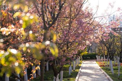 解锁楚雄元旦玩法！新年登高、赏冬樱花、篝火狂欢……这份攻略快收好