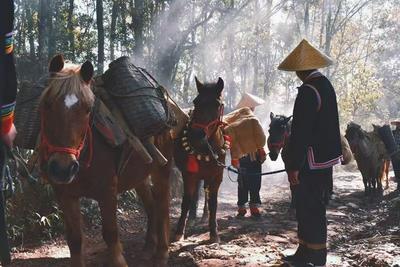 世界看见云南，而云南的“茶源道始”在普洱