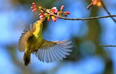 看滇超，逛普洱丨全市进入“樱花缓行”时段，快来收集“春光”吧