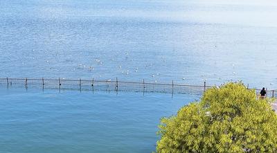温润玉溪 旅居福地丨江川：湖光鸥影共织画，柳絮飞扬人同醉