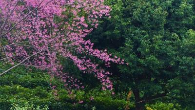 看滇超，逛普洱丨全市进入“樱花缓行”时段，快来收集“春光”吧