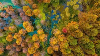 温润玉溪 旅居福地丨冬日玉溪，共赴一场水杉的绚烂之约