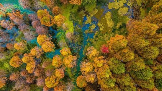 温润玉溪 旅居福地丨冬日玉溪，共赴一场水杉的绚烂之约