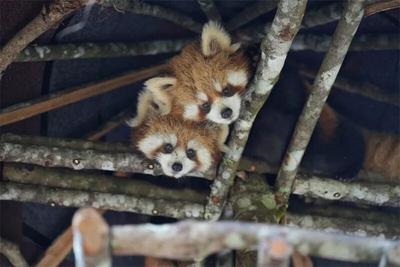 看滇超，逛普洱丨足球激情邂逅茶咖秘境，解锁普洱多彩旅行地图！
