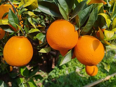 永善縣務(wù)基鎮(zhèn)：“臍”樂融融豐收季 “橙”意滿滿迎客來