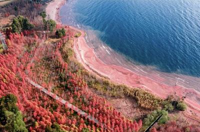 温润玉溪 旅居福地丨冬日玉溪，共赴一场水杉的绚烂之约