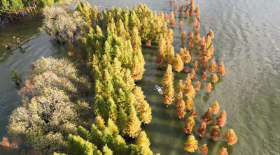 温润玉溪 旅居福地｜江川：晨曦破霭染杉林，一舟琉璃渡星云