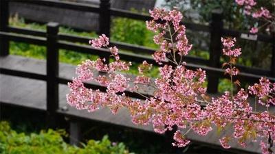 看滇超，逛普洱丨全市进入“樱花缓行”时段，快来收集“春光”吧