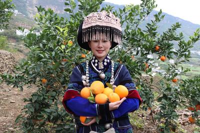 永善縣務(wù)基鎮(zhèn)：“臍”樂融融豐收季 “橙”意滿滿迎客來