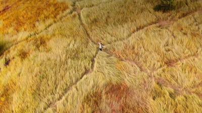 冬暖花开游云南丨冬日到元江，赴一场萨王纳的金色旷野之约