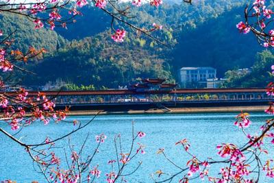 冬暖花开游云南丨冬日到玉溪，与樱花撞个满怀！