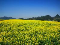 红河蒙自，油菜花开金浪涌，冬暖花开出游时 