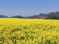 红河蒙自，油菜花开金浪涌，冬暖花开出游时 