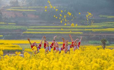 新春“趣”游玉溪丨玉溪的“反季浪漫”：这些冬日花海藏不住了