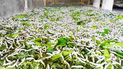 楚雄永仁：一根“银丝”织就富民强县新画卷