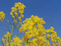 红河蒙自，油菜花开金浪涌，冬暖花开出游时 