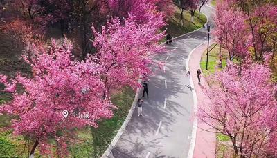 冬暖花开游云南丨冬日到玉溪，与樱花撞个满怀！