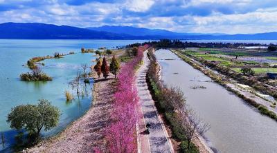 看“滇超联赛” 庆元旦 游玉溪丨江川：星云湖沿岸冬樱花浪漫绽放