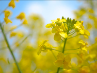 红河蒙自，油菜花开金浪涌，冬暖花开出游时 