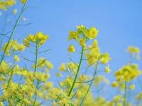 红河蒙自，油菜花开金浪涌，冬暖花开出游时 