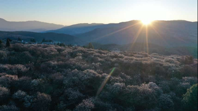 梅海无雪自成春，洱源梅韵兴文旅