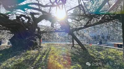 艺术乡建，梅香千年：2026大理·花桥乡村艺术季即将启幕