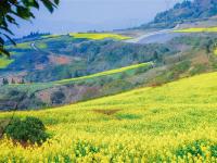 红河蒙自，油菜花开金浪涌，冬暖花开出游时 