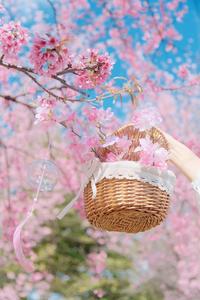 冬暖花开游云南 | 一月，去红河！赏花、看球、品人间烟火