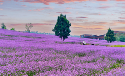 一周之内两次被外交部“种草”，红河凭什么？