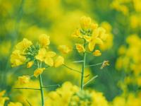 红河蒙自，油菜花开金浪涌，冬暖花开出游时 