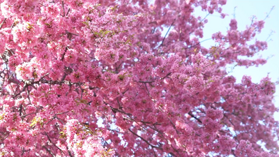 快来！楚雄的“粉色冬日”模式已开启