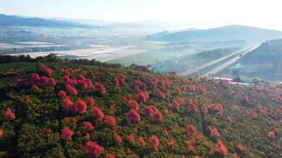快来！楚雄的“粉色冬日”模式已开启