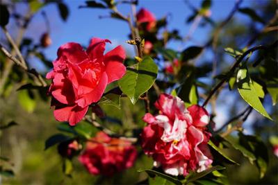 ​冬暖花开游楚雄 | 大冬天去赏什么花~山茶花！