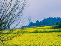 红河蒙自，油菜花开金浪涌，冬暖花开出游时 