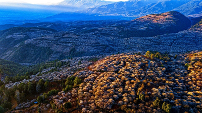 梅好生活 香约洱源｜一封来自洱源梅林的邀请函