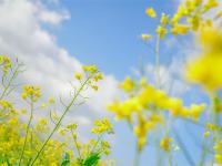 红河蒙自，油菜花开金浪涌，冬暖花开出游时 