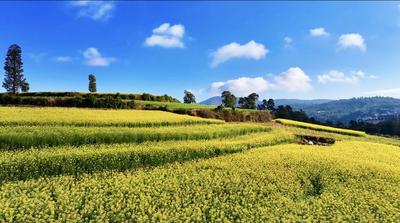 温润玉溪 旅居福地丨江川：沃田丰景晚，平野菜花香！