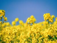 红河蒙自，油菜花开金浪涌，冬暖花开出游时 