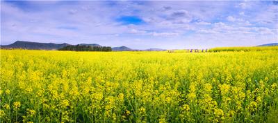 楚雄花开成海！你期盼的春天提前来了