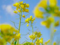 红河蒙自，油菜花开金浪涌，冬暖花开出游时 