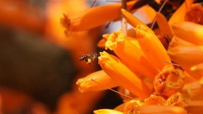 世界花园 普洱之旅 | 花开满城！普洱新春花宴等你来赴