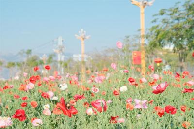 世界花园丨新春时节，赴一场红河花信之约
