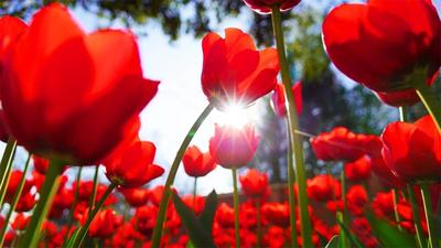 来永仁，赴一场“花”样新春之约！2026方山郁金香嘉年华盛装启幕