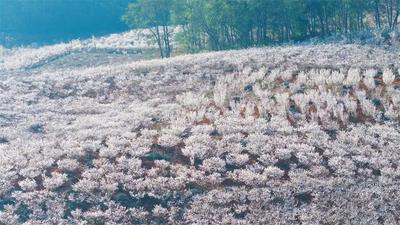 世界花园·楚雄之旅丨万亩樱桃花海盛放！武定大石房邀你共赴春日之约