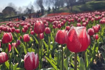 来永仁，赴一场“花”样新春之约！2026方山郁金香嘉年华盛装启幕