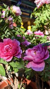 世界花园｜持续至3月9日！第十五届昆明昙华寺牡丹花展开展