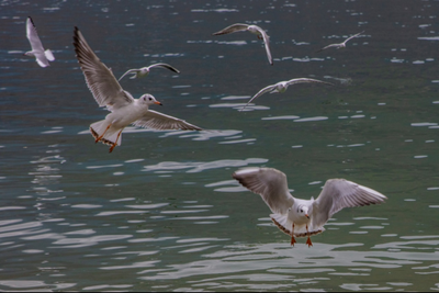  有一种生活，叫旅居永善！