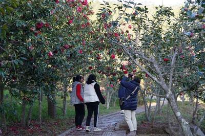 春节​游楚雄，“花式”过大年！2026新春文旅活动②：楚雄市活动