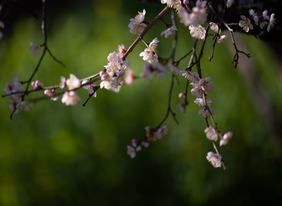 梅韵润洱源 文旅启新程——洱源县以“梅”为媒 绘就文旅发展新图景